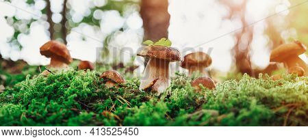 Whild Mushrooms Outdoors In The Forest In Autumn