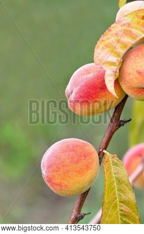 Sweet Peach Fruits Grow On A Young Branch Of A Peach Tree Against A Blurred Green Foliage Background