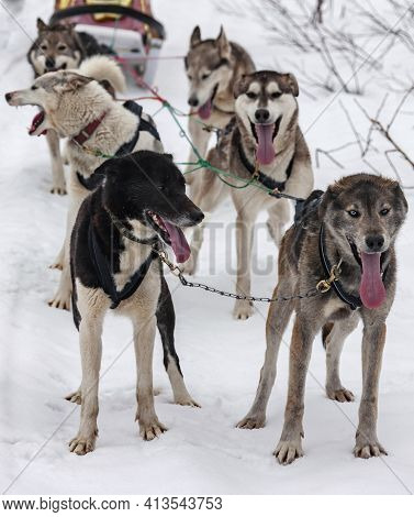 Team Of Aboriginal Sled Dogs Rests During A Training Session On The Track. Sled Dogs-half-breeds Are