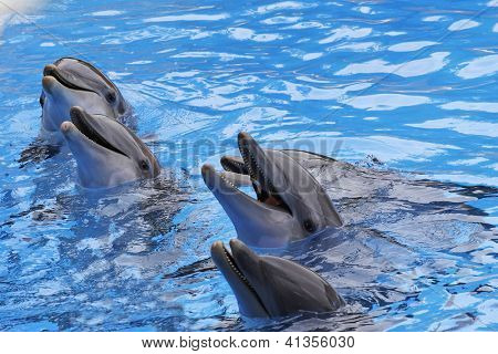 กลุ่มของปลาโลมา Bottlenose, Tursiops truncatus