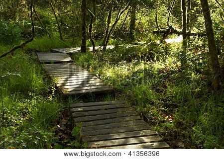 HÃ¶lzerner Pfad durch Wald