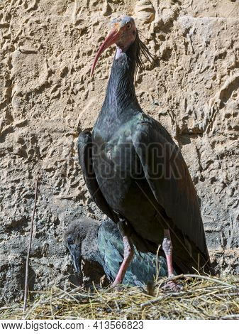 Northern Bald Or Waldrapp Ibis Nestling And Parent