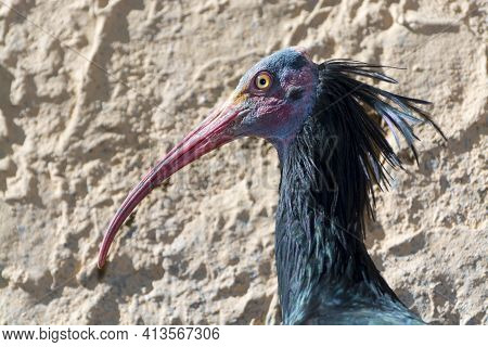 Northern Bald Or Waldrapp Ibis The Endangered Species