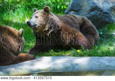 European Brown Bears Are Laying On The Ground