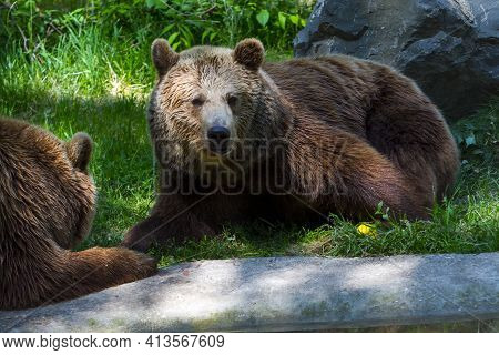 European Brown Bears Are Laying On The Ground