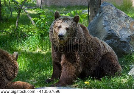 European Brown Bears Are Laying On The Ground