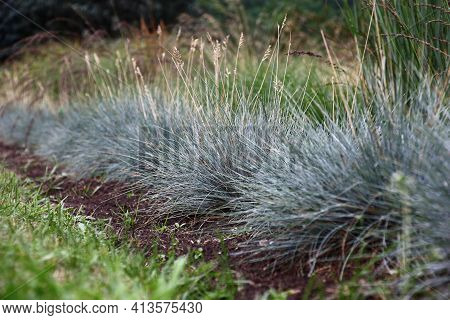 Several Plants Of A Festuca Glauca Of Blue Color Grow In A Cereal Garden Among Different Herbs.