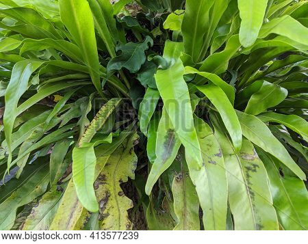 Asplenium Nidus Or Bird's Nest Fern Plant, Kadaka Green Leaves