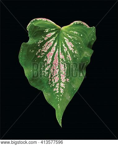 Keladi Wayang Leaf Isolated On Black Background. Caladium Bicolor Plant