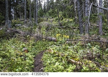 Foopath In Coniferous Forest, Low Tatras Mountains, Slovak Republic. Hiking Theme. Seasonal Natural 