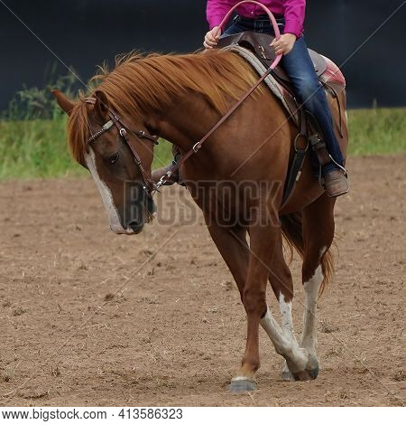 Close Up Of The Expression On A Horse Face While Being Ridden By A Cowgirl