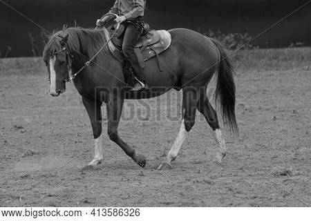 Close Up Of The Expression On A Horse Face While Being Ridden By A Cowgirl - Monotone