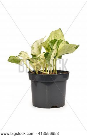 Exotic Houseplant With Botanic Name Epipremnum Aureum Manjula In Flower Pot Isolated On White Backgr
