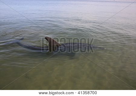 Delphin