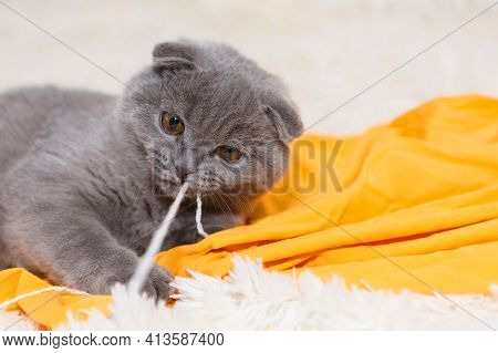 A Lop-eared Scottish Cat Plays With Balls Of Yarn. An Animal On A Yellow Background. Fun For Pets