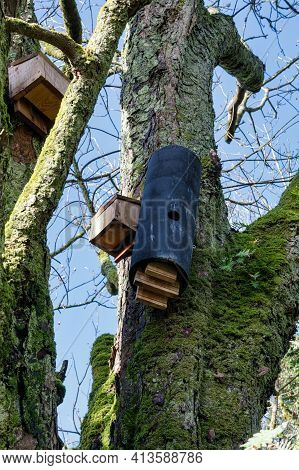 Wooden Bat Houses Attached To A Tree In Ireland