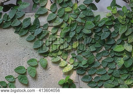 Air Purifying Ivy, Or Ficus Pumila, Is Planted On A Brick Wall. Grow Indoors To Maintain A Good Envi