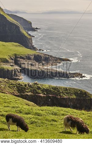 Lambs Grazing On The Faroe Islands Green Cliffs. Scenery