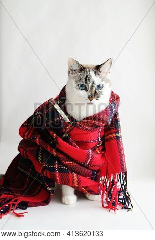 Cute White Blue Eyes Cat Wrapped In A Warm Blanket Measures The Temperature With A Medical Thermomet