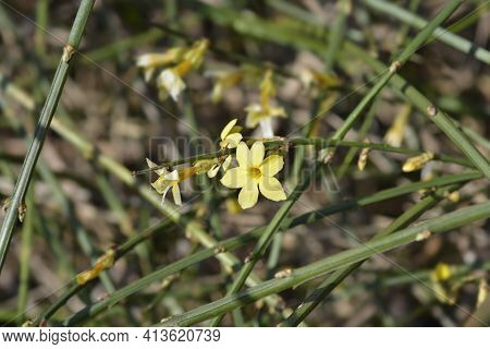 Winter Jasmine - Latin Name - Jasminum Nudiflorum
