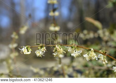 Winter Flowering Honeysuckle Branch - Latin Name - Lonicera Fragrantissima