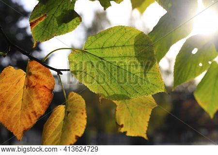 Brightl Green And Yellow Leaves Of Autumn Tree Lit By The Sun, Close-up