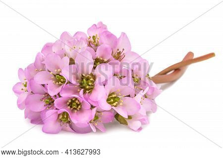Bergenia Crassifolia Flowers Isolated On White Background