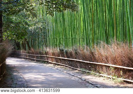 Bamboo Forest - Japan Nature. Sagano Bamboo Grove Of Arashiyama.