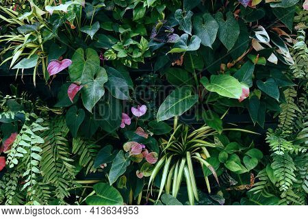 Plant Wall With Lush Green Colors, Variety Plant Forest Garden On Walls Orchids Various Fern Leaves 
