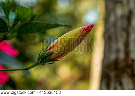 Big Chinese Hibiscus Or Pink And Red Big Joba Flowers In Village Plant