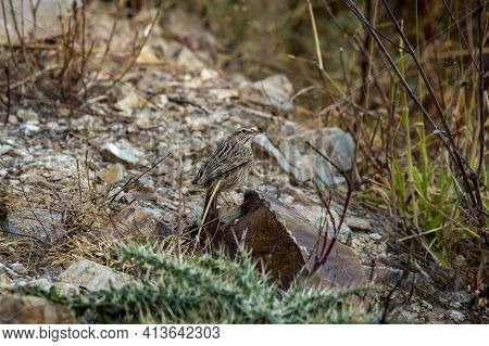 Upland Pipit Or Anthus Sylvanus Closeup Perched On Rock With Eye Contact At Foothills Of Himalaya Ut