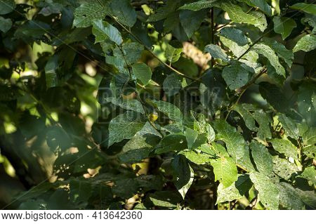 Habitat Image Of A Small Bird Grey-headed Or Grey Headed Warbler Or Basileuterus Griseiceps Perched 