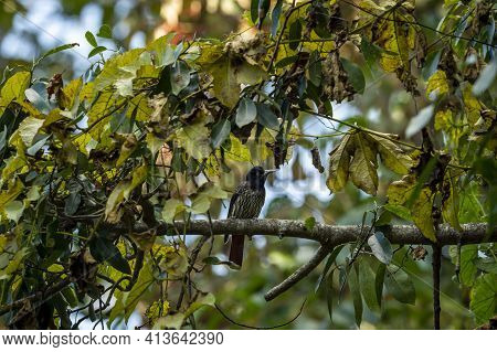 Maroon Oriole Or Oriolus Traillii Bird Portrait Perched In Natural Green Background At Dhikala Zone 