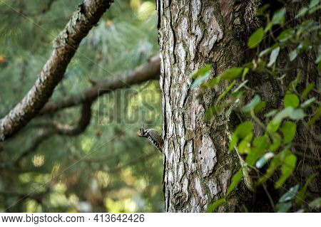 Brown-fronted Or Brown Fronted Woodpecker Or Leiopicus Auriceps Bird On Pine Tree Trunk During Winte