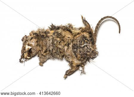 Dry dead rat in state of decomposition, isolated on white