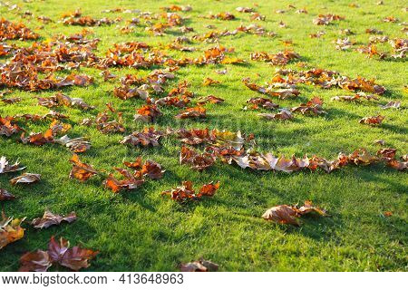 Dry Fallen Leaves From Trees On A Green Lawn, Natural Autumn Background