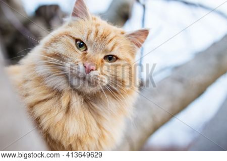 Beautiful Rred Fluffy Cat Climbed A Tree, Close Up.