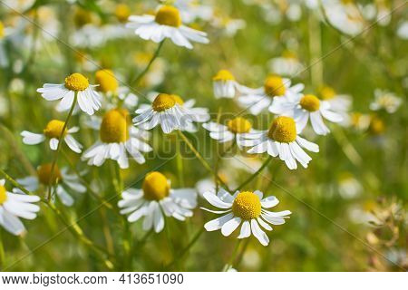 Meadow Of Fresh Wild White Chamomile Flowers In Sunny Day.  Flowering Time