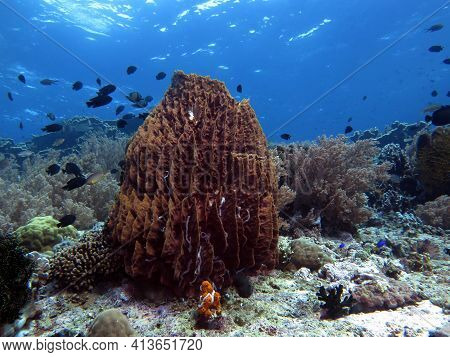 A Brown Giant Barrel Sponge In Shallow Reef Pescador Island Philippines