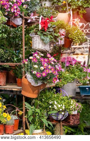 hanging Hybrid pentunias flower in basket