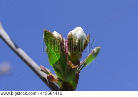 A Young Undissolved Cherry Blossom Against A Blue Sky