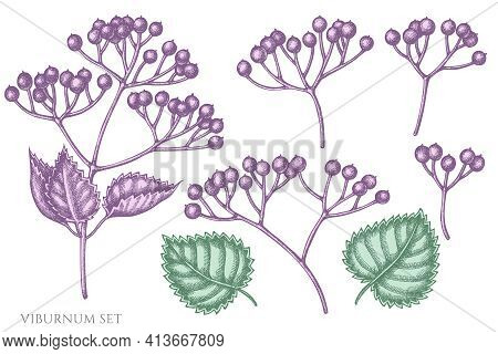 Vector Set Of Hand Drawn Pastel Viburnum Stock Illustration