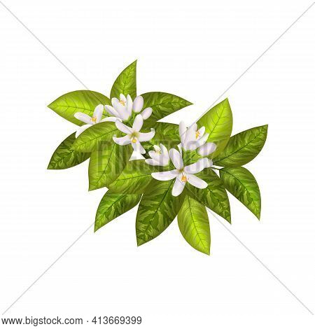 Realistic Orange Flowering Branch, Leaves, Neroli Flowers And Bud. Perfumery And Medical Plant.