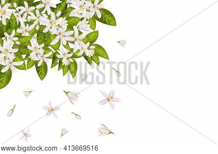 Realistic Orange Flowering Branch, Leaves, Neroli Flowers And Bud. Perfumery And Medical Plant.