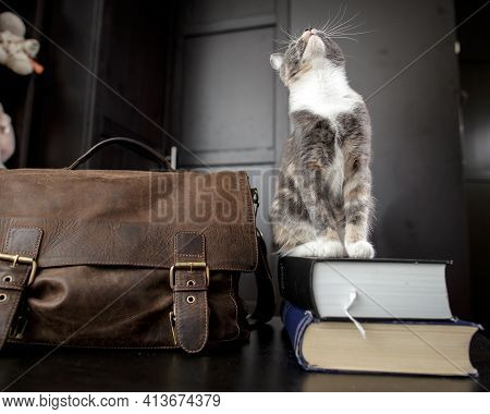 Funny Curious Cat Sits On Books, Next To It There Is An Old Leather Briefcase, Against The Backgroun