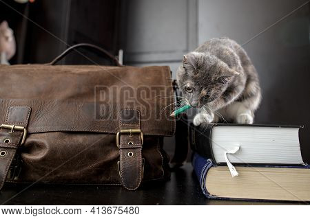 Funny Cat Enthusiastically Gnaws A Pencil While Sitting On The Books, Next To It There Is An Old Bri