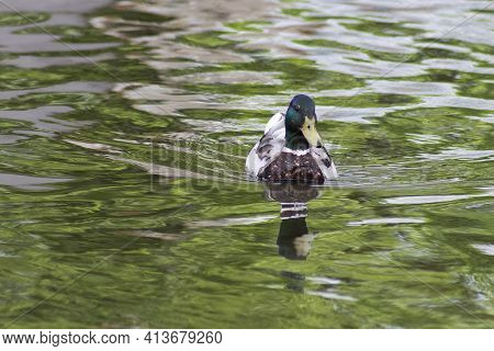 Wild Ducks On The Green Water Of The Pond