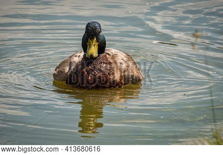 Mallard Duck Male, River Bird Specie Anas Platyrhynchos