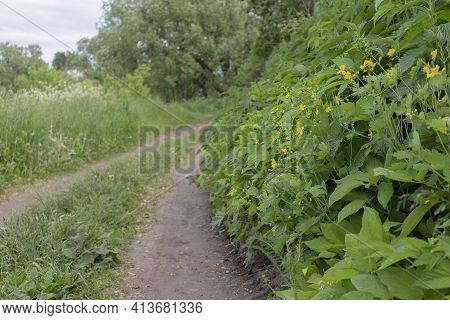Dirt Path To A Farmhouse Among Flowering Herbs