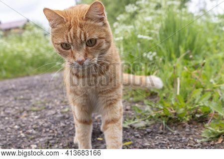 Ginger Cat On A Dirt Path To A Rural House Against A Background Of Green Grass